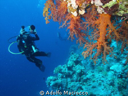 Soft Corals at Ras Za'ataar .
Ras Mohamed by Adolfo Maciocco 